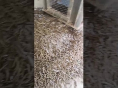 โรงสีเม็ดแนวตั้งแกลบ 5Ton / H เครื่องอัดเม็ดแหวนชีวมวลพร้อมเครื่องบรรจุ